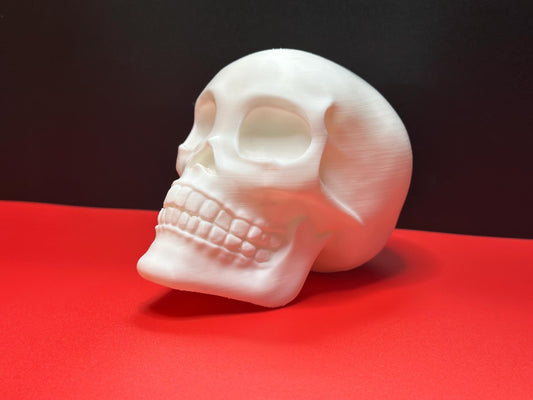 Skull front diagonal